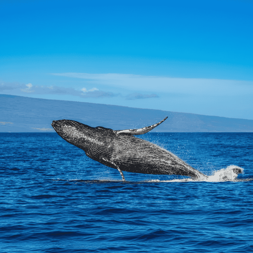 Maui Whale Watching Tour 2 Hours