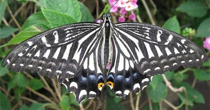 The Maui Butterfly Farm Tour
