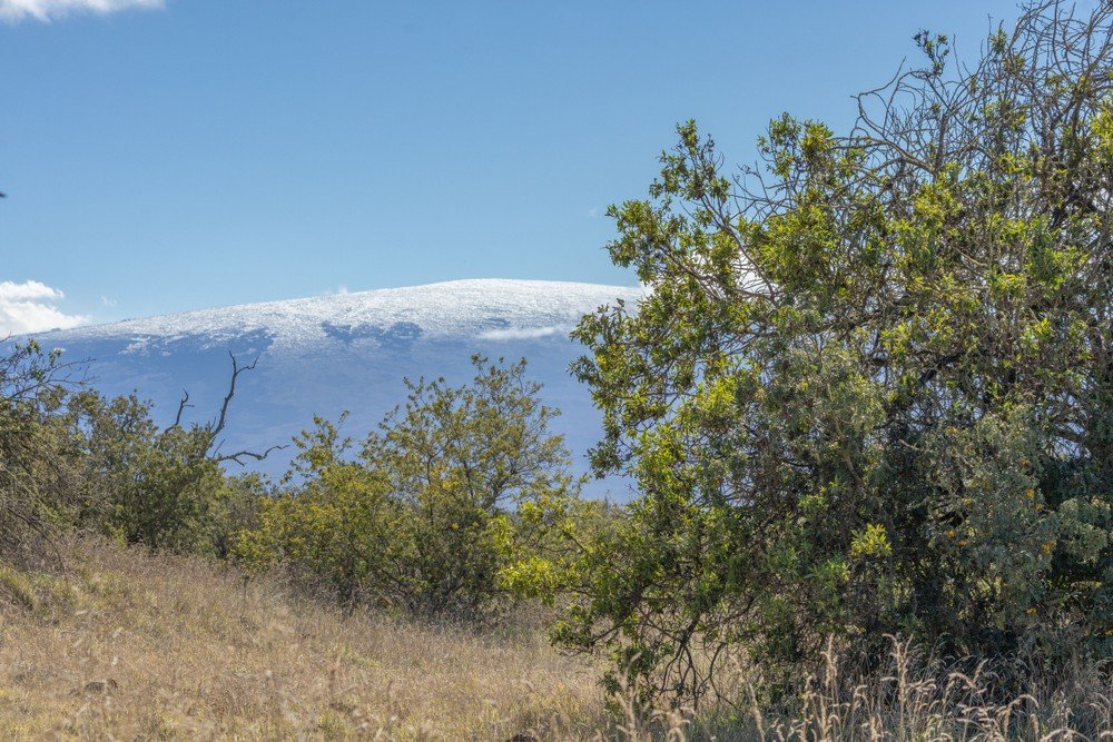 Kona Cruise Ship Guest Special feature 1