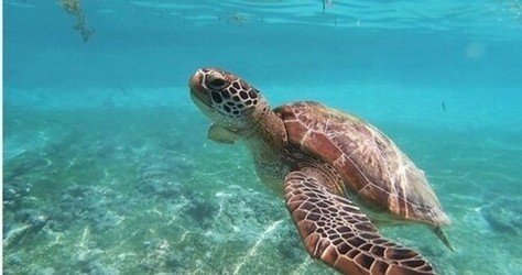 AllStar Oahu Circle Island Tour f-10