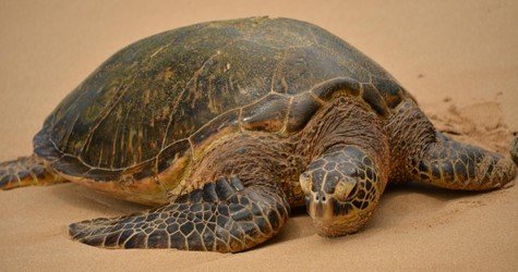 Complete Island Adventure with Sunrise v-6