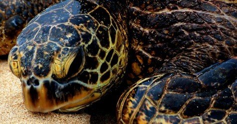 Complete Island Adventure with Waterfall f-5