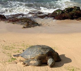 Next-Level Oahu Circle Island Tour f-5