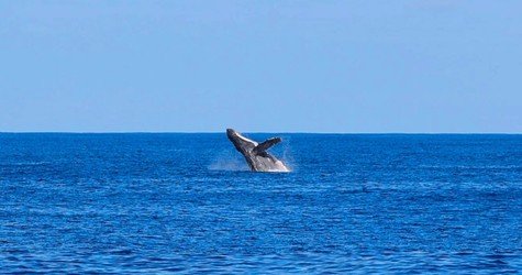 Oahu-Dolphin-Swim-156