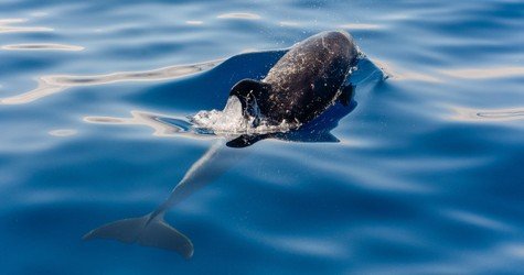 Oahu-Dolphin-Swim-174