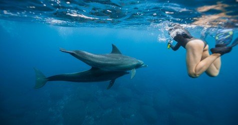 Oahu-Dolphin-Swim-180