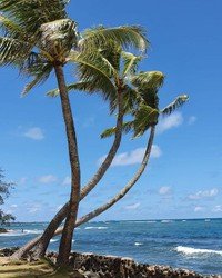 Pictures one of our guests took on tour with #danielshawaii. Oahu is a beautiful Island 🌴 Enjoy beautiful beaches, amazing surf spots, local food and learn about Hawaii, it’s histor