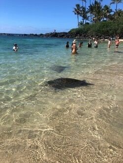 Sea Eat & See the North Shore f-4