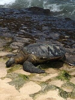 Sea Eat & See the North Shore f-5