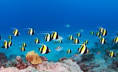 Shallow Reefs Tour f-10