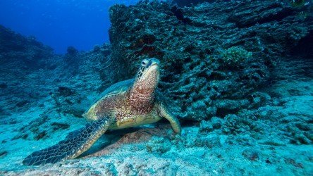 Shallow Reefs Tour f-2