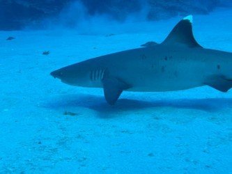 Shallow Reefs Tour f-4