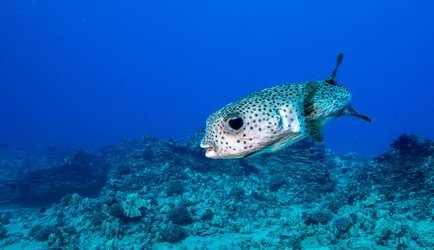 Shallow Reefs Tour f-6