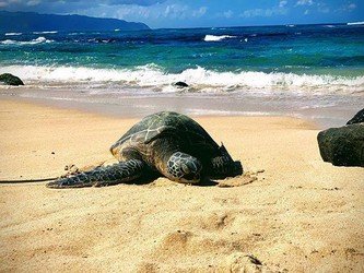 Turtle 🐢 resting on famous #turtlebeach in Hawaii on #oahu - come on tour with us and we will show you beaches, movie spots you get to try local food and learn about #hawaiian histo