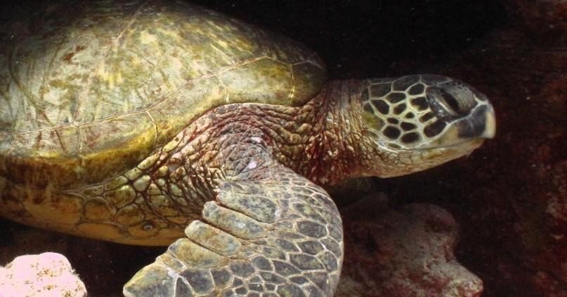 Two Tank Night Dive – DuskNight