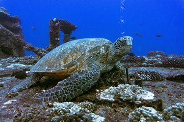 Ultimate 3 Tank Dive f-1