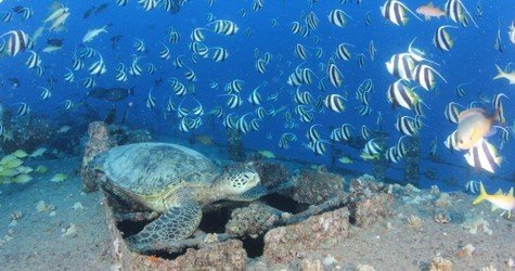 Wreck & Reef Tour f-11