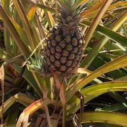 🍍 Pineapple is NOT native to Hawaii! Many people think #Pineapple is native to Hawaii... well, it’s not! Pineapple is originally from #paraguay. Learn more about pineapple and why a