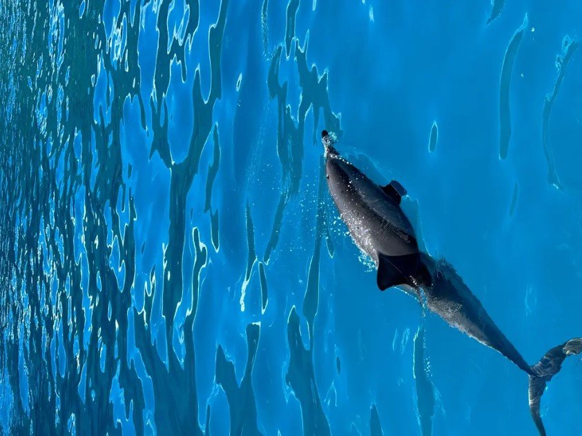 Deluxe Morning Magic f-5