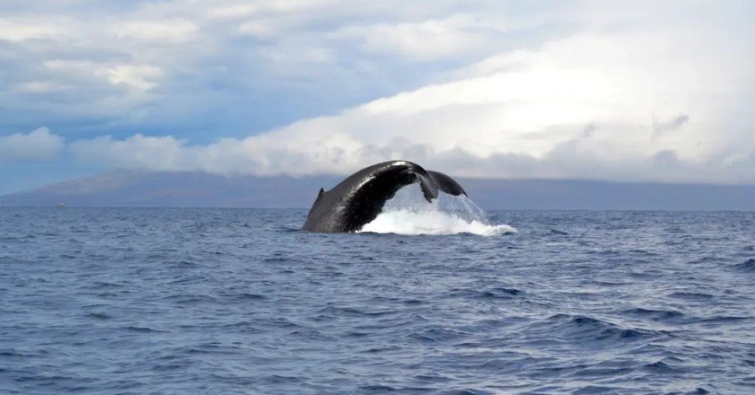 Half-Day Charter Glacier Bay f-4