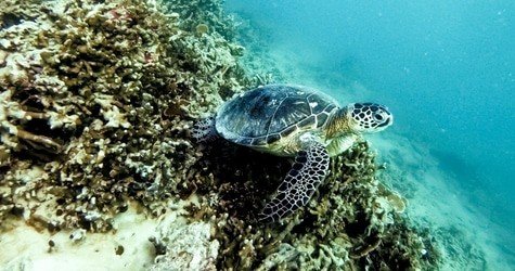 Kaneohe Bay Coral Reef Self-Guided Kayaking Adventure f-4