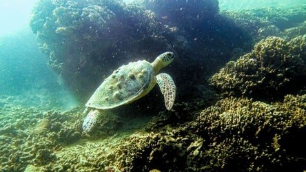 Kaneohe Bay Sandbar Kayak Rental f-10