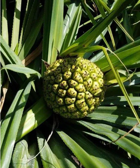 Kauai’s Legends, Waterfalls & Geysers f-5