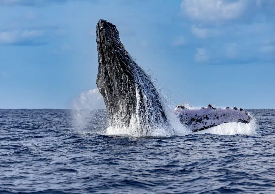 Kauai’s Ultimate SOUTH SIDE Whale & Dolphin Zodiac Boat Adventure f-1