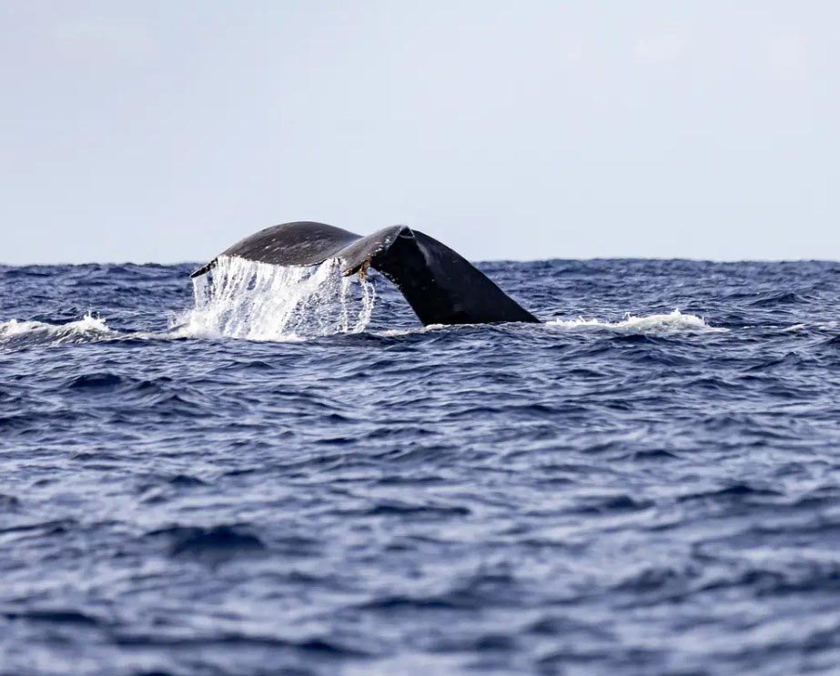 Kauai’s Ultimate SOUTH SIDE Whale & Dolphin Zodiac Boat Adventure f-3