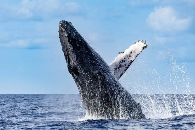 Kauai’s Ultimate SOUTH SIDE Whale & Dolphin Zodiac Boat Adventure f-5