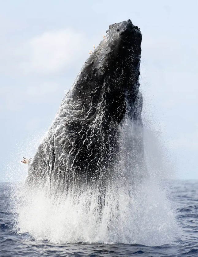 Kauai’s Ultimate SOUTH SIDE Whale & Dolphin Zodiac Boat Adventure f-6