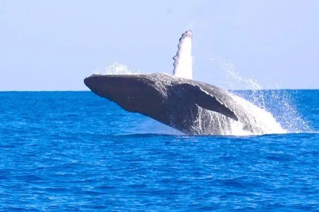 Kauai’s Ultimate WEST SIDE Whale & Dolphin Zodiac Boat Adventure f-1
