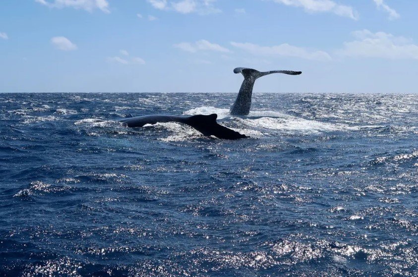 Kauai’s Ultimate WEST SIDE Whale & Dolphin Zodiac Boat Adventure f-2