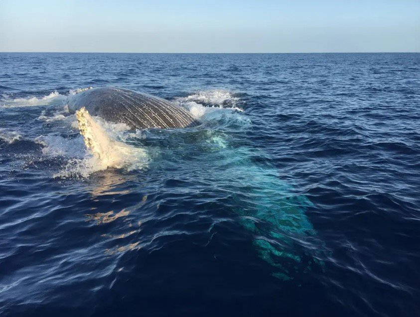 Kauai’s Ultimate WEST SIDE Whale & Dolphin Zodiac Boat Adventure f-3