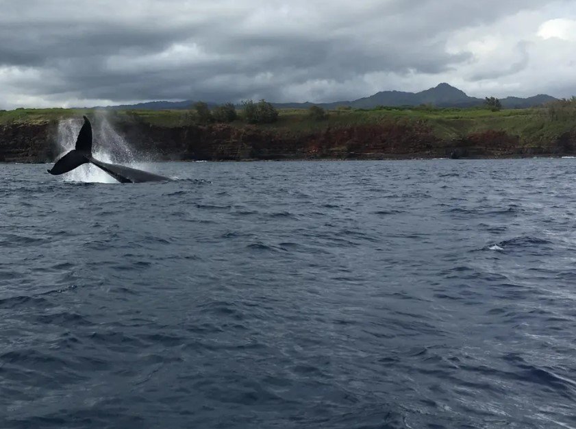 Kauai’s Ultimate WEST SIDE Whale & Dolphin Zodiac Boat Adventure f-4