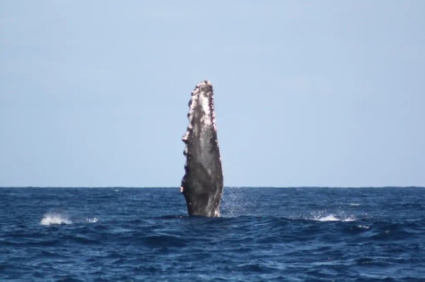 Kauai’s Ultimate WEST SIDE Whale & Dolphin Zodiac Boat Adventure f-5
