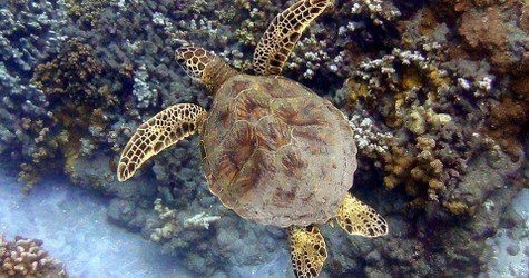 Kayak and Snorkel West Maui at Olowalu (3.5 hrs) f-5