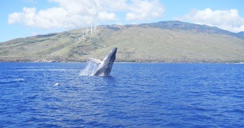 Maui-Ocean-Rentals-FareHarbor-Kayak-Tour-Whale-Breach