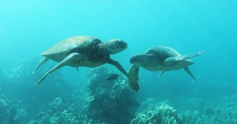 Maui-Ocean-Rentals-FareHarbor-Maui-Ocean-Action-Private-Tours-Turtles