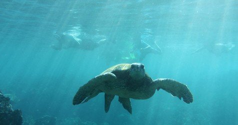Maui-Ocean-Rentals-FareHarbor-Turtle-Snorkel