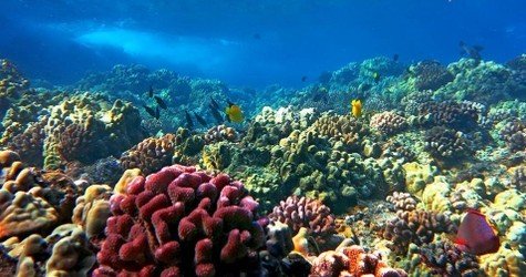 Molokini Snorkel & Sail f-5