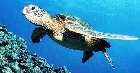 Molokini Snorkel & Sail f-7