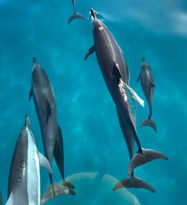 Morning NaPali Coast Snorkel Tour- Super Raft Adventure f-5