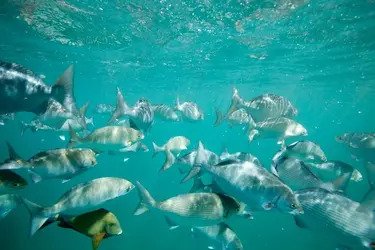 Na Pali Snorkel Adventure f-2