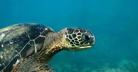 Na Pali Snorkel Adventure f-3