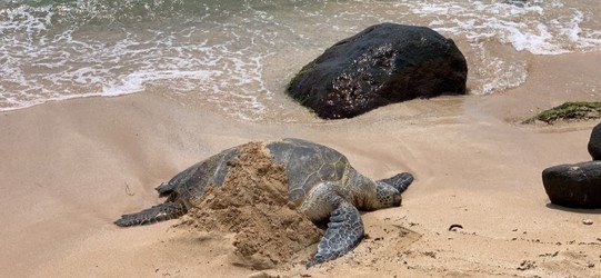 Oahu Circle Island Tour f-2
