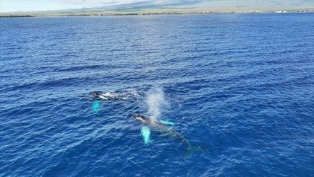 Private Whale Watch Cruise Monohull Nova f-1