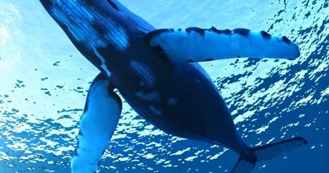 Private Whale Watch Cruise Monohull Nova f-2