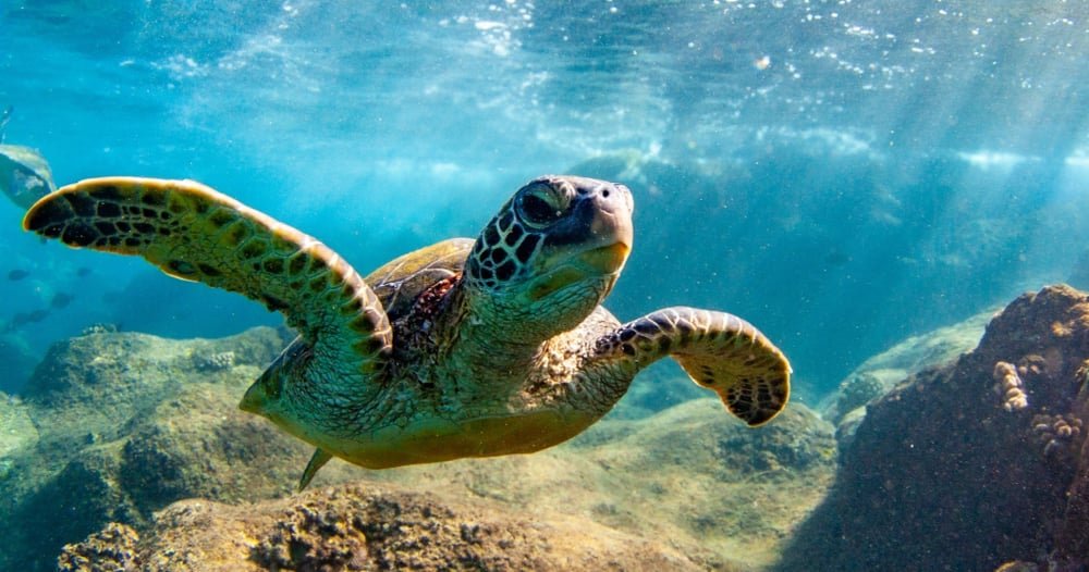 Hawaiian Green sea Turtle cruising in the warm waters of Maui