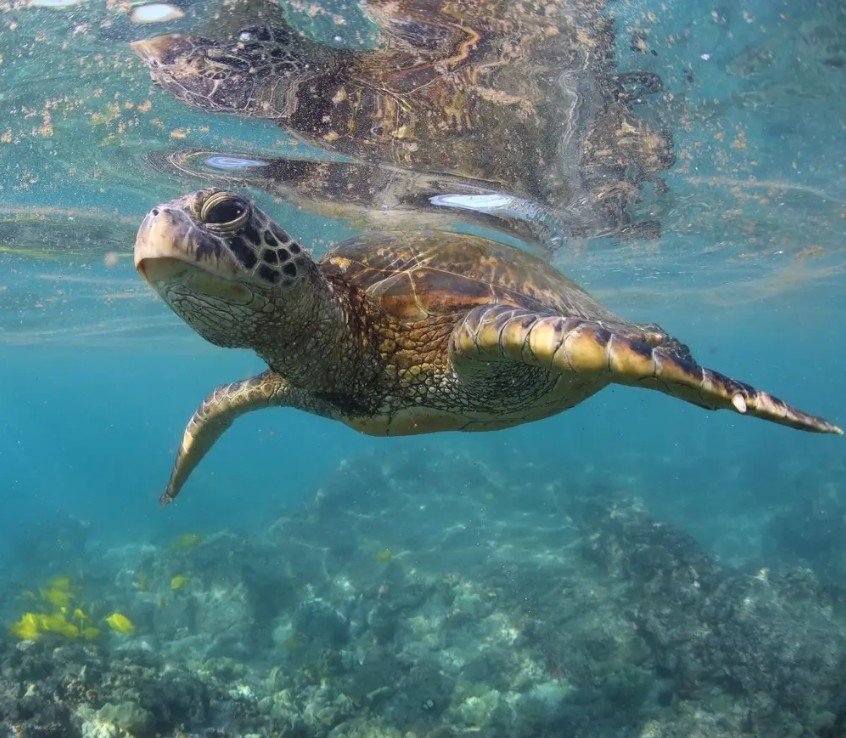Afternoon NaPali Coast Snorkel Tour-Super Raft Adventure f-3